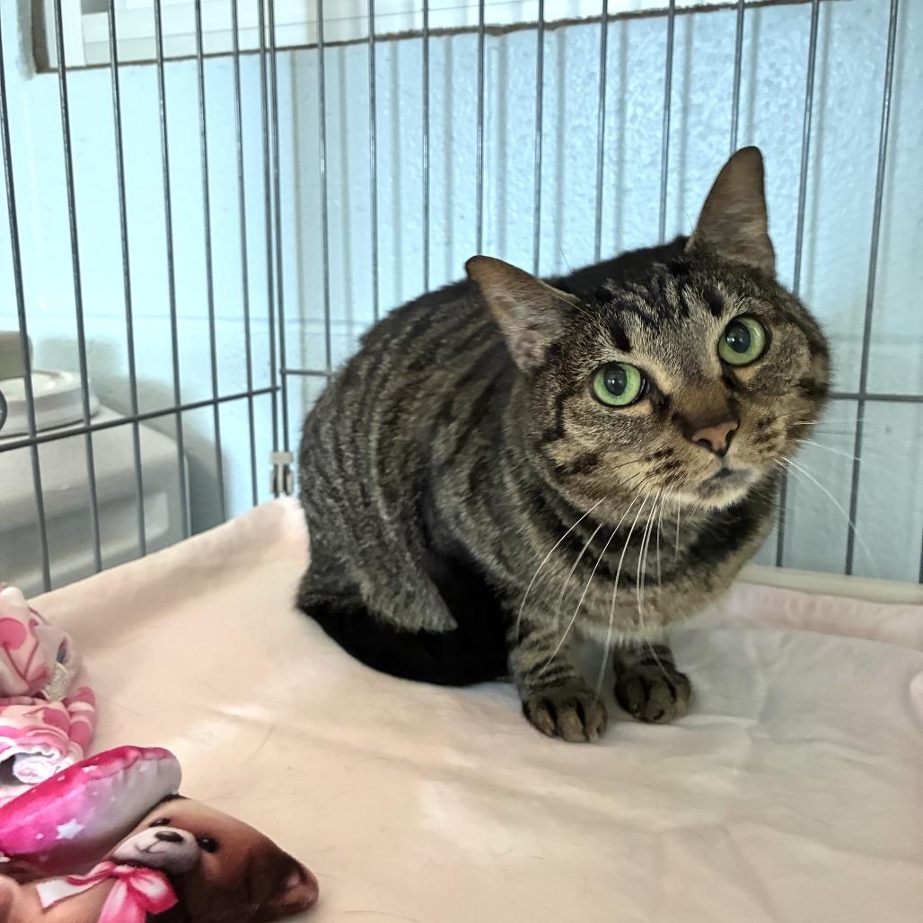 Emma, Adoptable, Senior Female Domestic Short Hair.