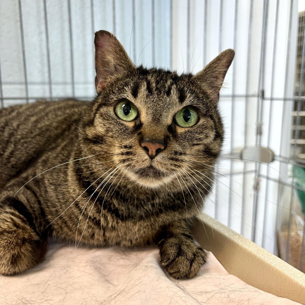 Enlarge Emma, a Adoptable Domestic Short Hair in Carencro, LA image 1/6