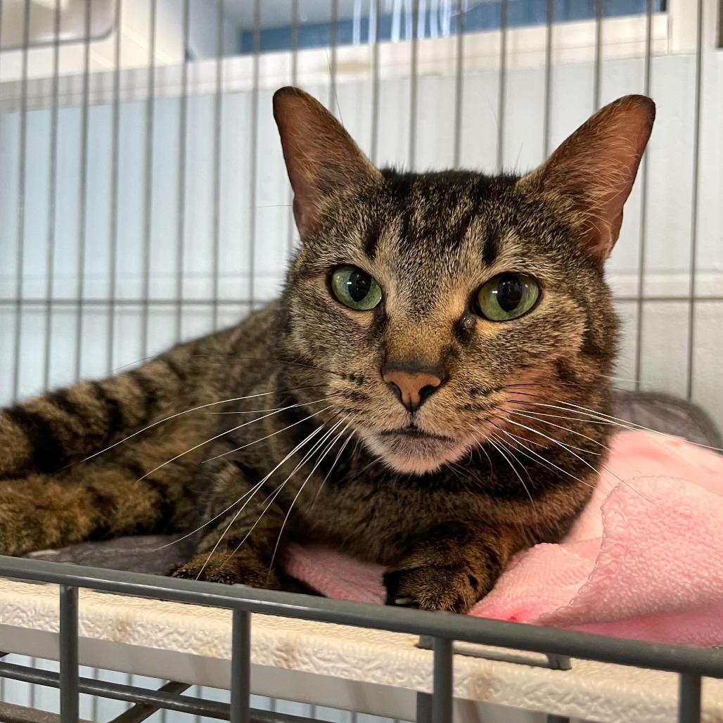 Emma, Adoptable, Senior Female Domestic Short Hair.