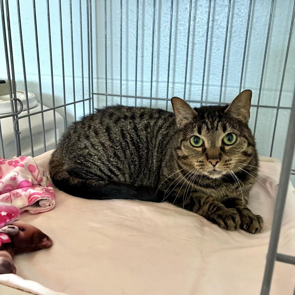 Emma, a Adoptable Domestic Short Hair in Carencro, LA image 2/6