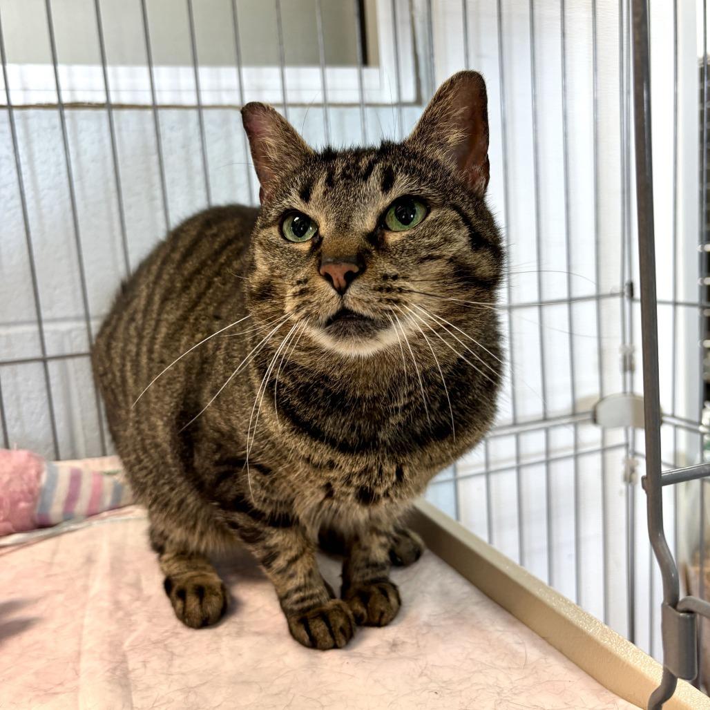 Enlarge Emma, a Adoptable Domestic Short Hair in Carencro, LA image 4/6