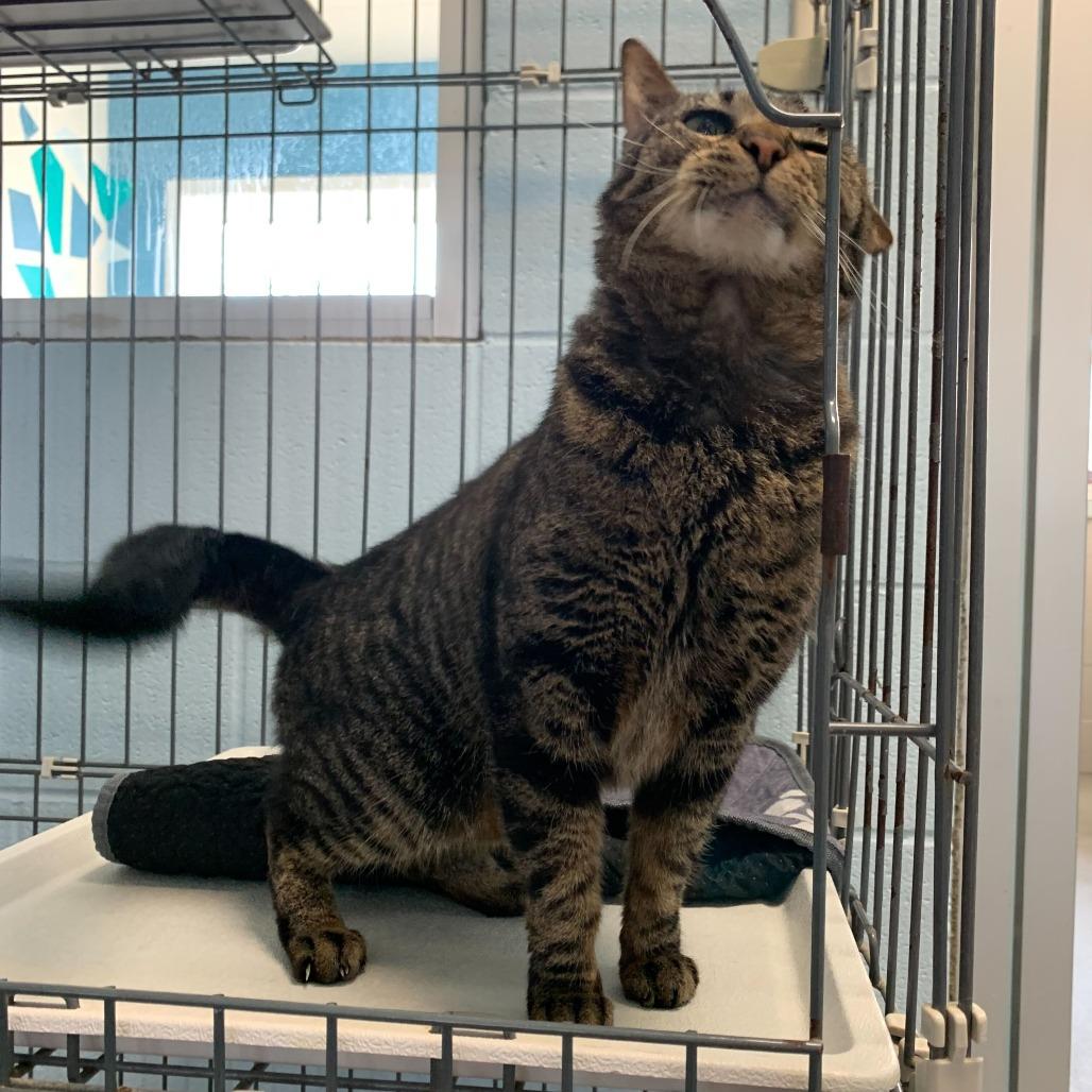 Emma, a Adoptable Domestic Short Hair in Carencro, LA image 6/6