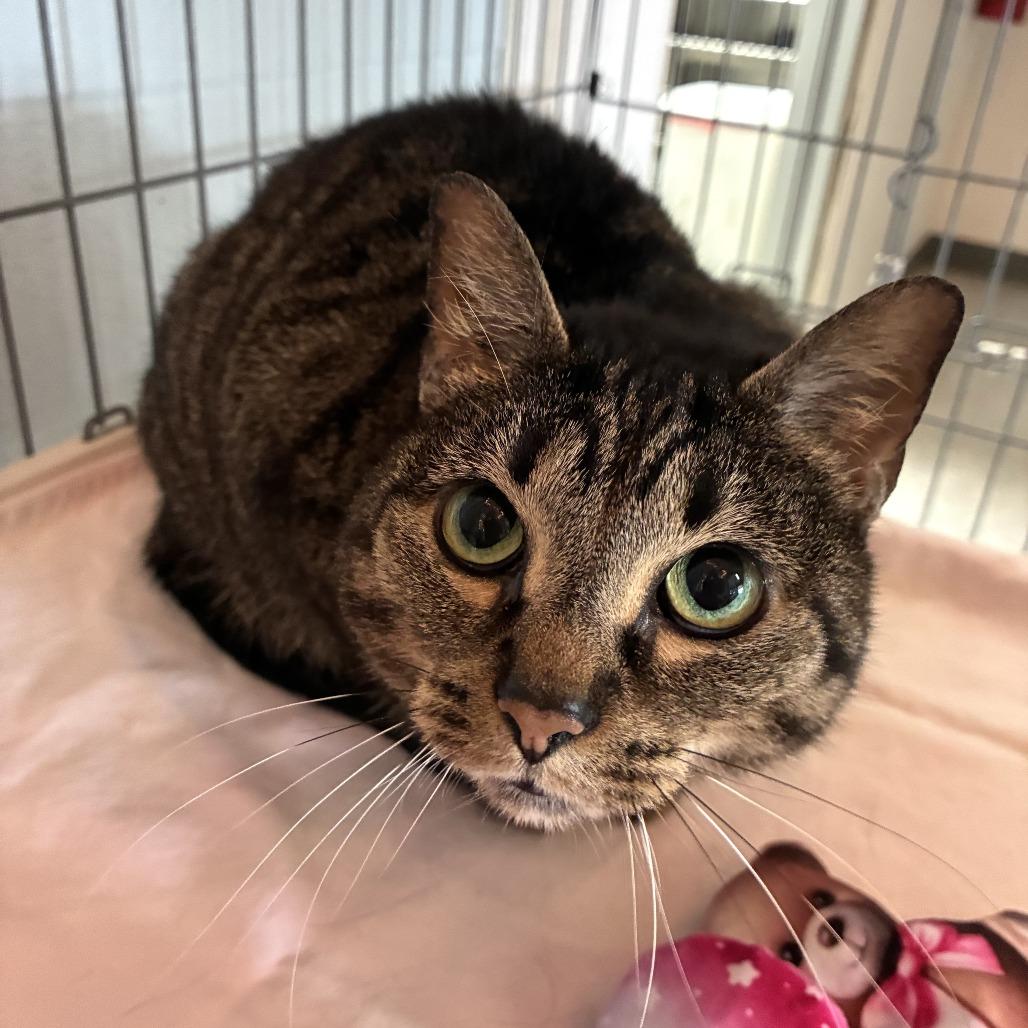 Emma, a Adoptable Domestic Short Hair in Carencro, LA image 3/6