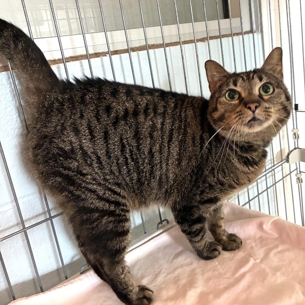 Emma, a Adoptable Domestic Short Hair in Carencro, LA image 4/6