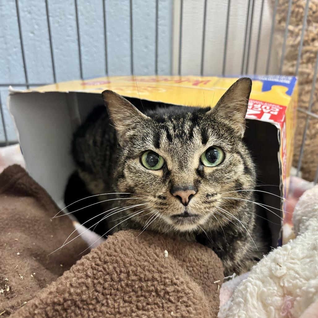Emma, a Adoptable Domestic Short Hair in Carencro, LA image 5/6