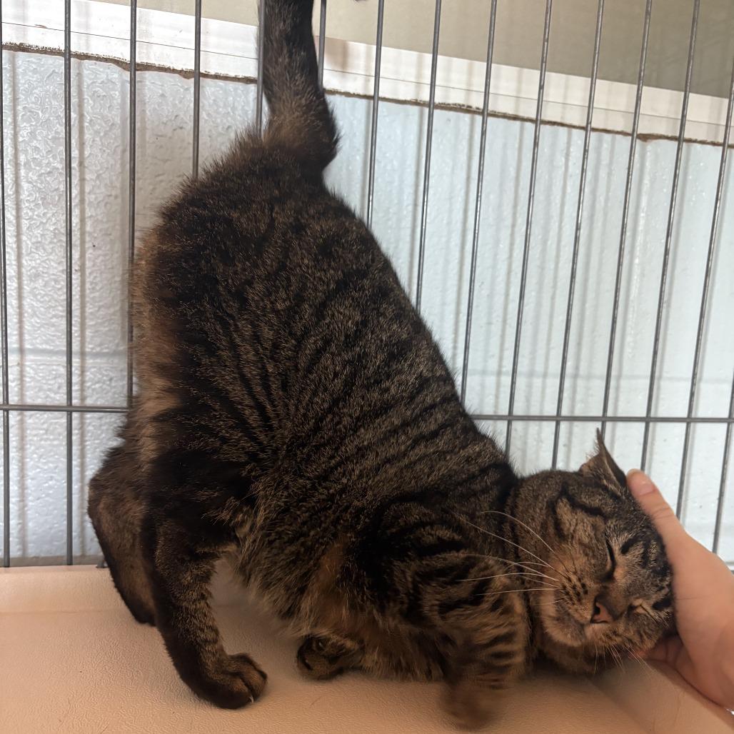 Emma, a Adoptable Domestic Short Hair in Carencro, LA image 6/6