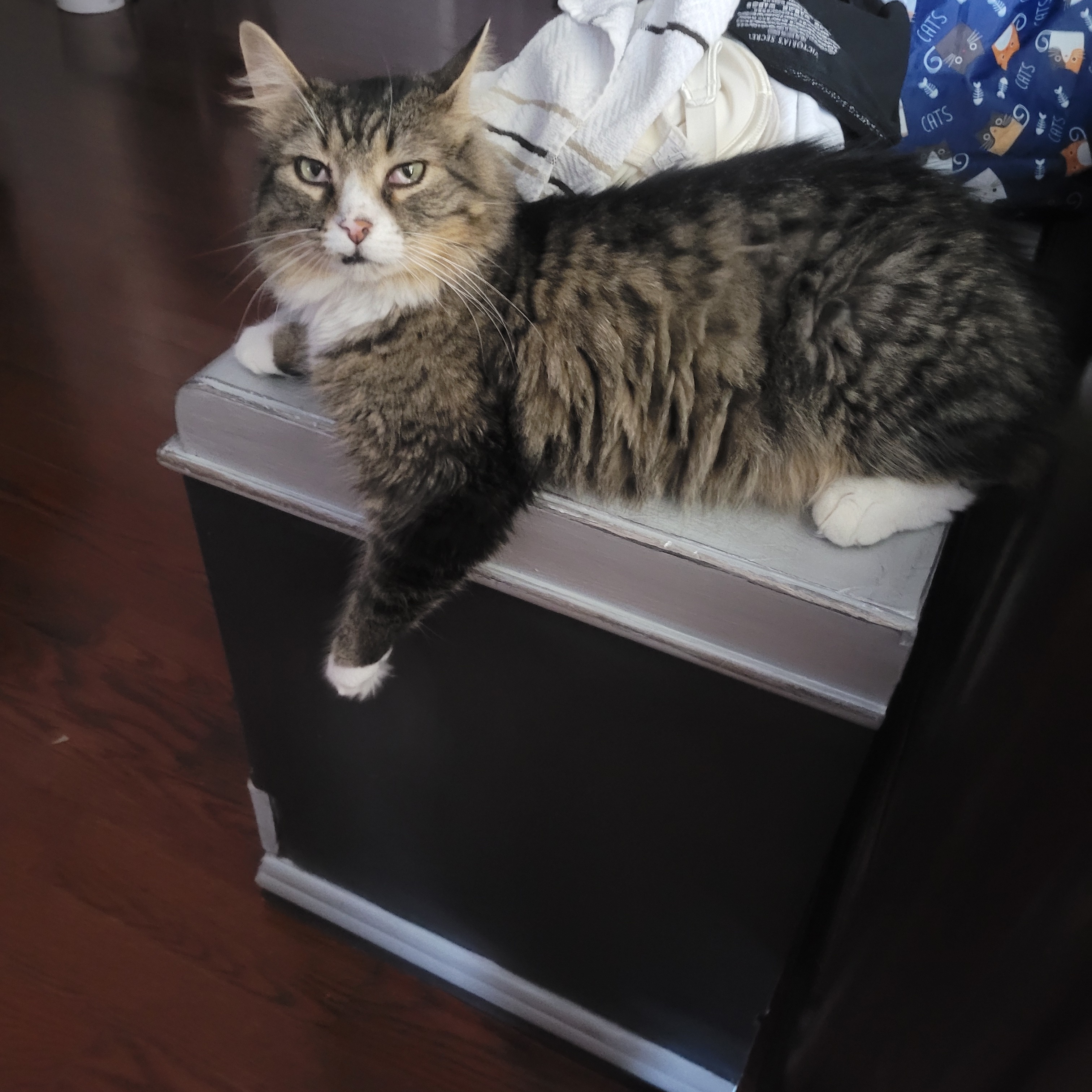Julian (m) 4 yrs old Maine coonmix, an adoptable mixed breed in Ottawa, ON image 2/6