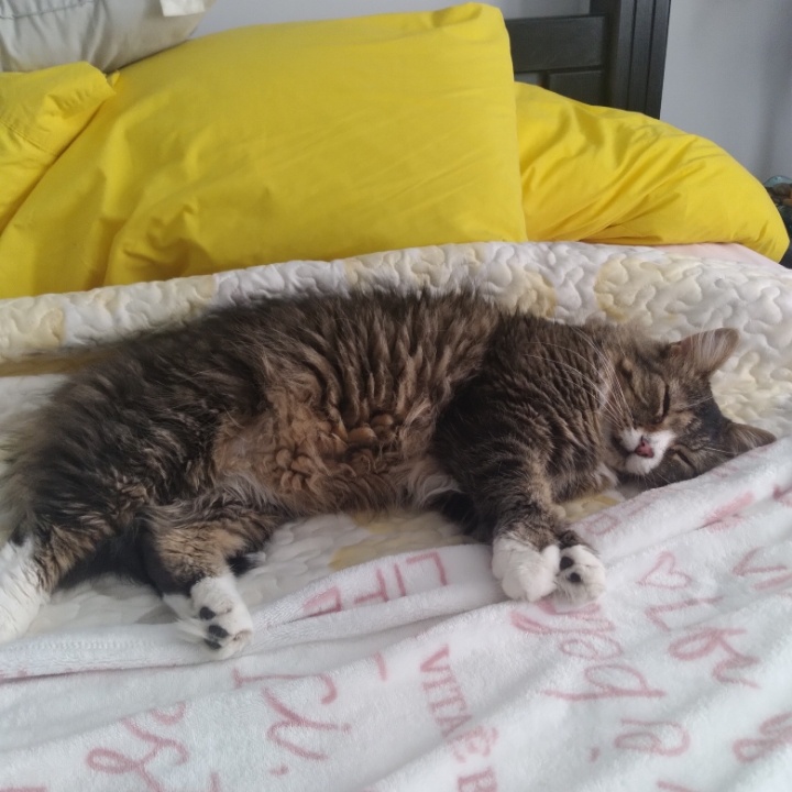 Julian (m) 4 yrs old Maine coonmix, an adoptable mixed breed in Ottawa, ON image 4/6