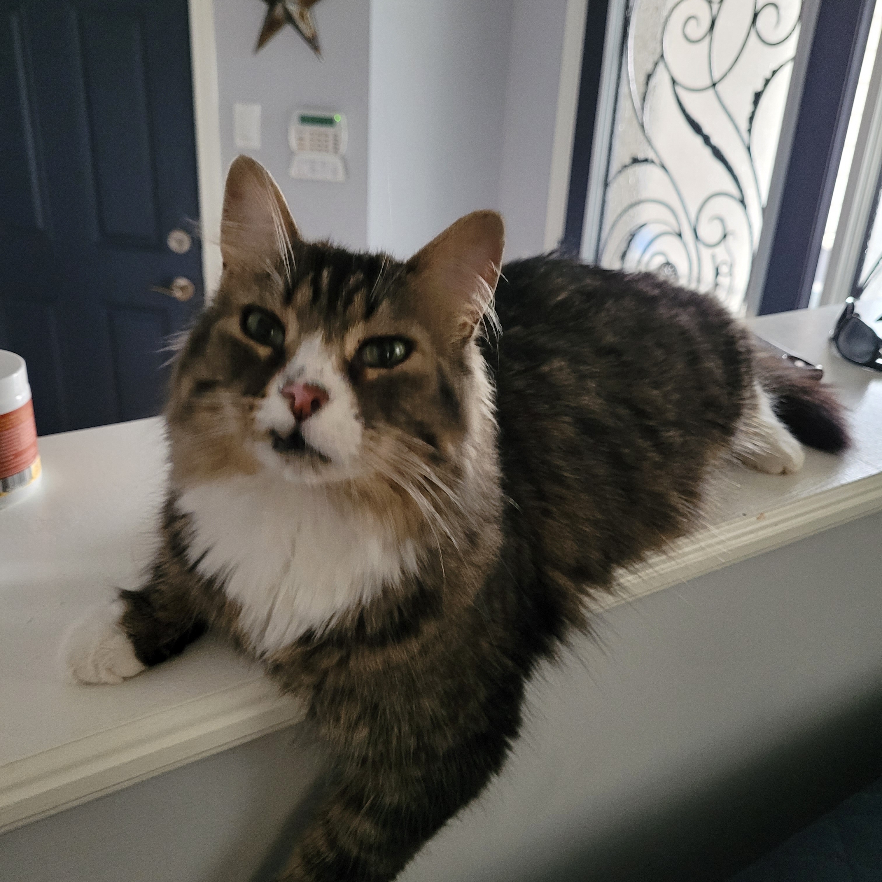 Julian (m) 4 yrs old Maine coonmix, adoptable, Adult Male Maine Coon & Domestic Long Hair.