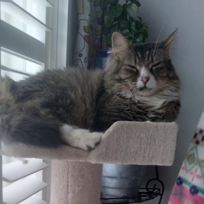 Julian (m) 4 yrs old Maine coonmix, an adoptable mixed breed in Ottawa, ON image 6/6