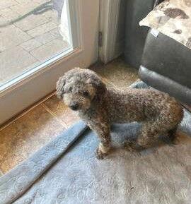 Claude, Adoptable, Senior Male Poodle.