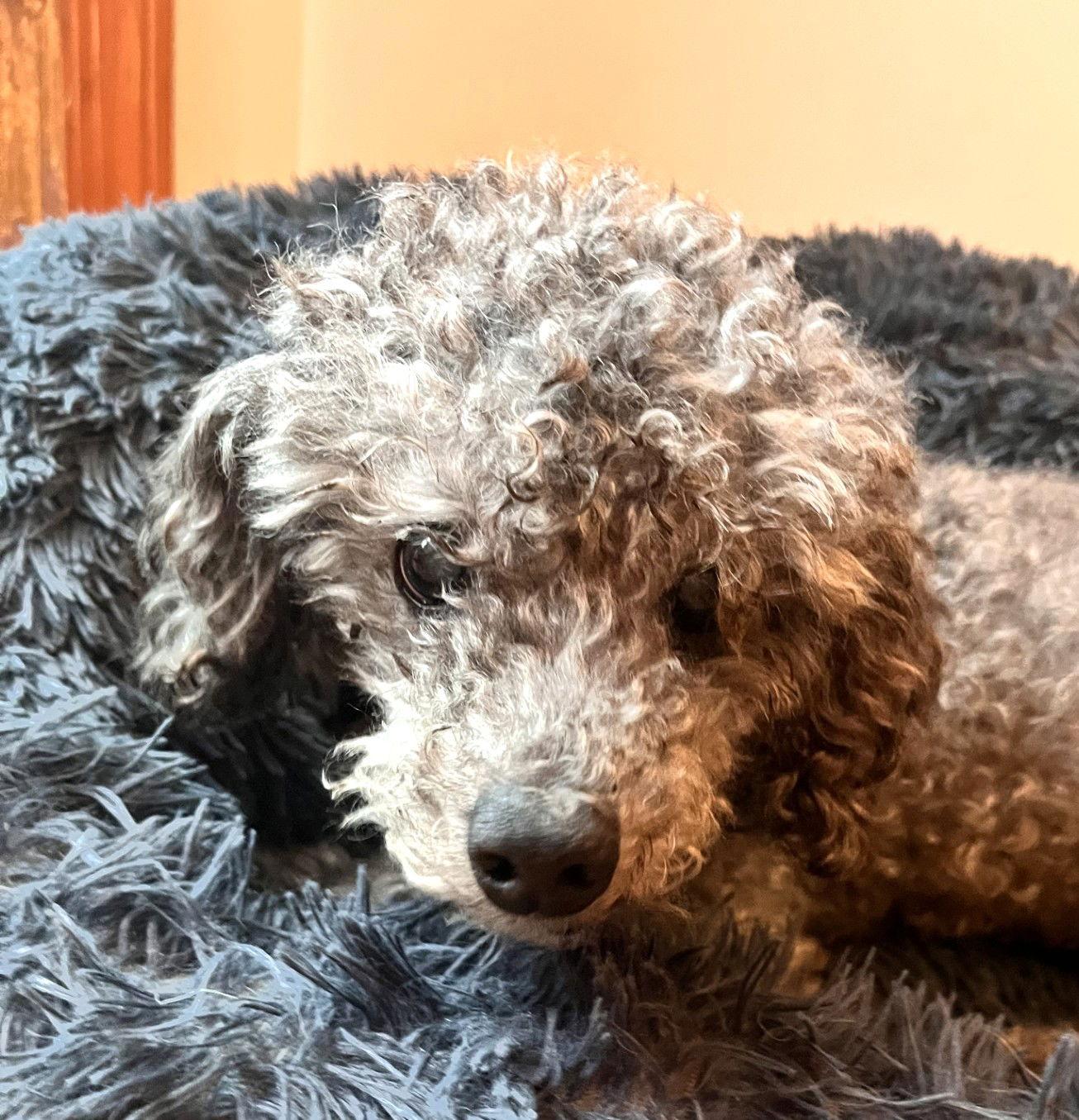 Claude, a Adoptable Poodle in Wheaton, IL image 3/3