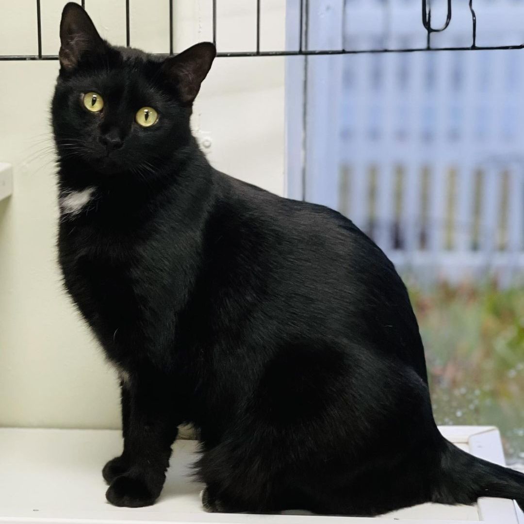 Heidi, a Adoptable mixed breed in Island Park, NY image 1/4