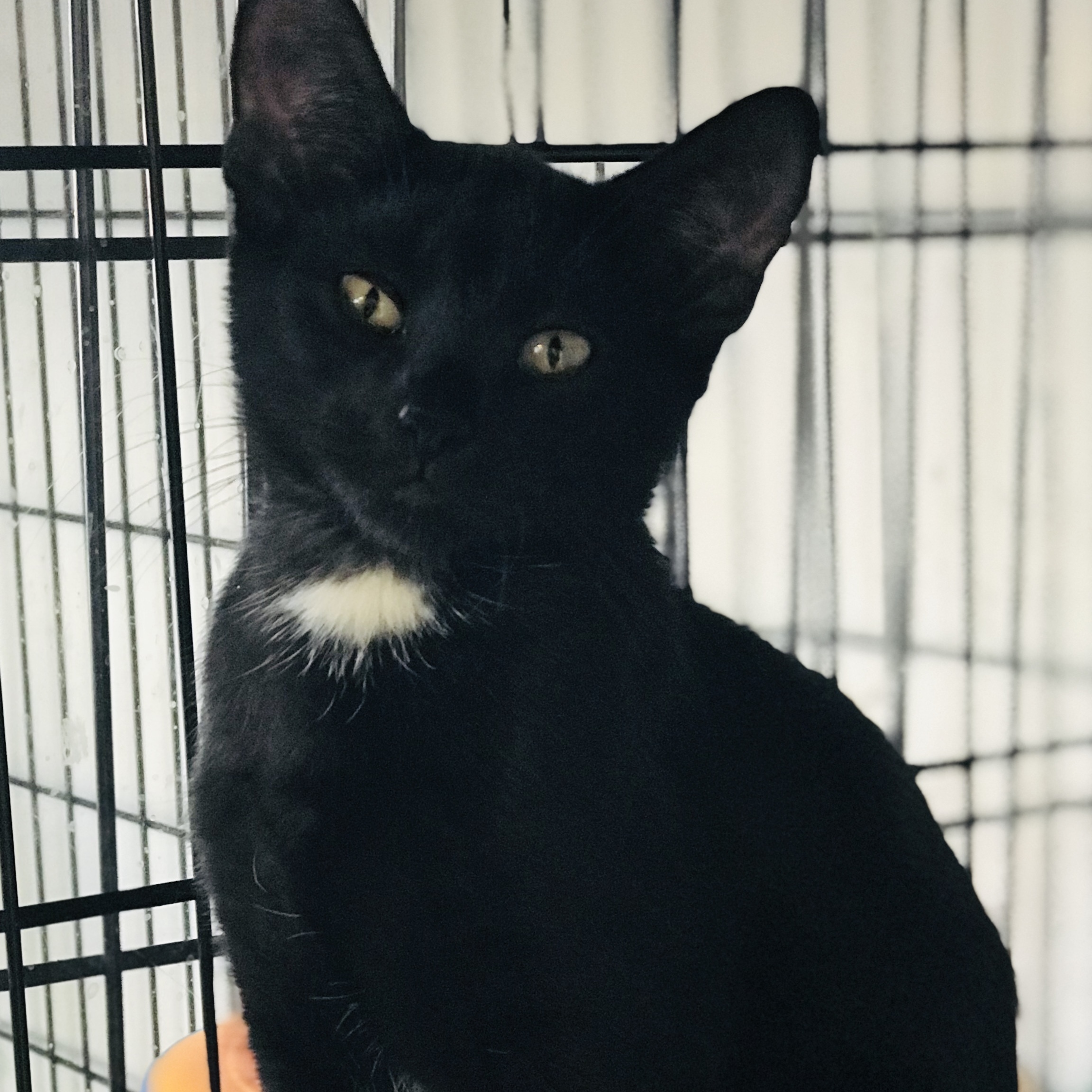 Heidi, a Adoptable mixed breed in Island Park, NY image 2/4