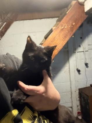 Enlarge Baker, a Adoptable mixed breed in South Bend, IN image 1/1