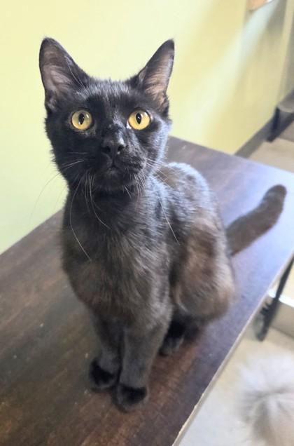 Baker, Adoptable, Adult Male Domestic Short Hair & Domestic Short Hair.