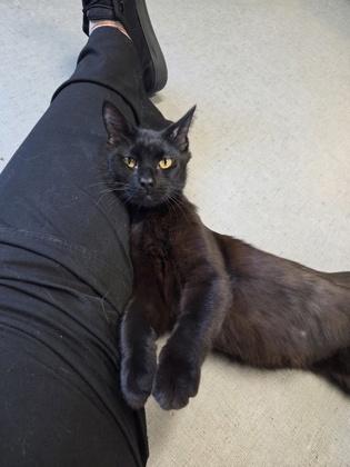 Baker, a Adoptable mixed breed in South Bend, IN image 2/2