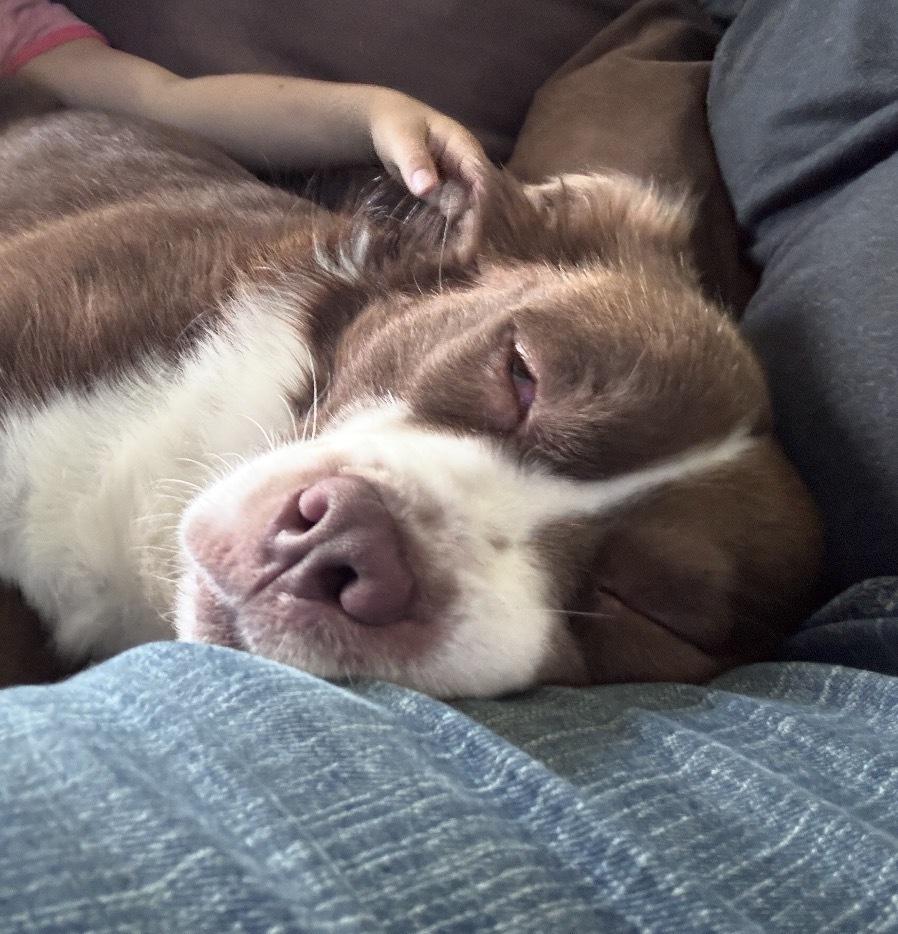 Jax, Adoptable, Young Male Border Collie.