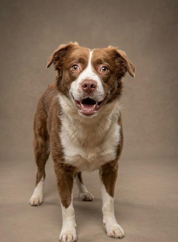 Enlarge Jax, a Adoptable mixed breed in Lancaster, PA image 1/5