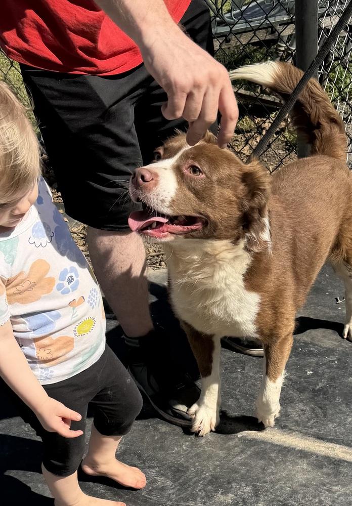 Enlarge Jax, a Adoptable mixed breed in Lancaster, PA image 2/5