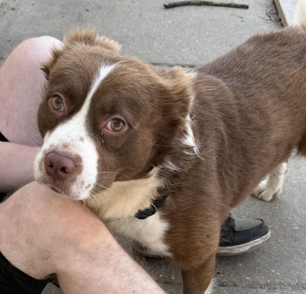 Enlarge Jax, a Adoptable mixed breed in Lancaster, PA image 3/5