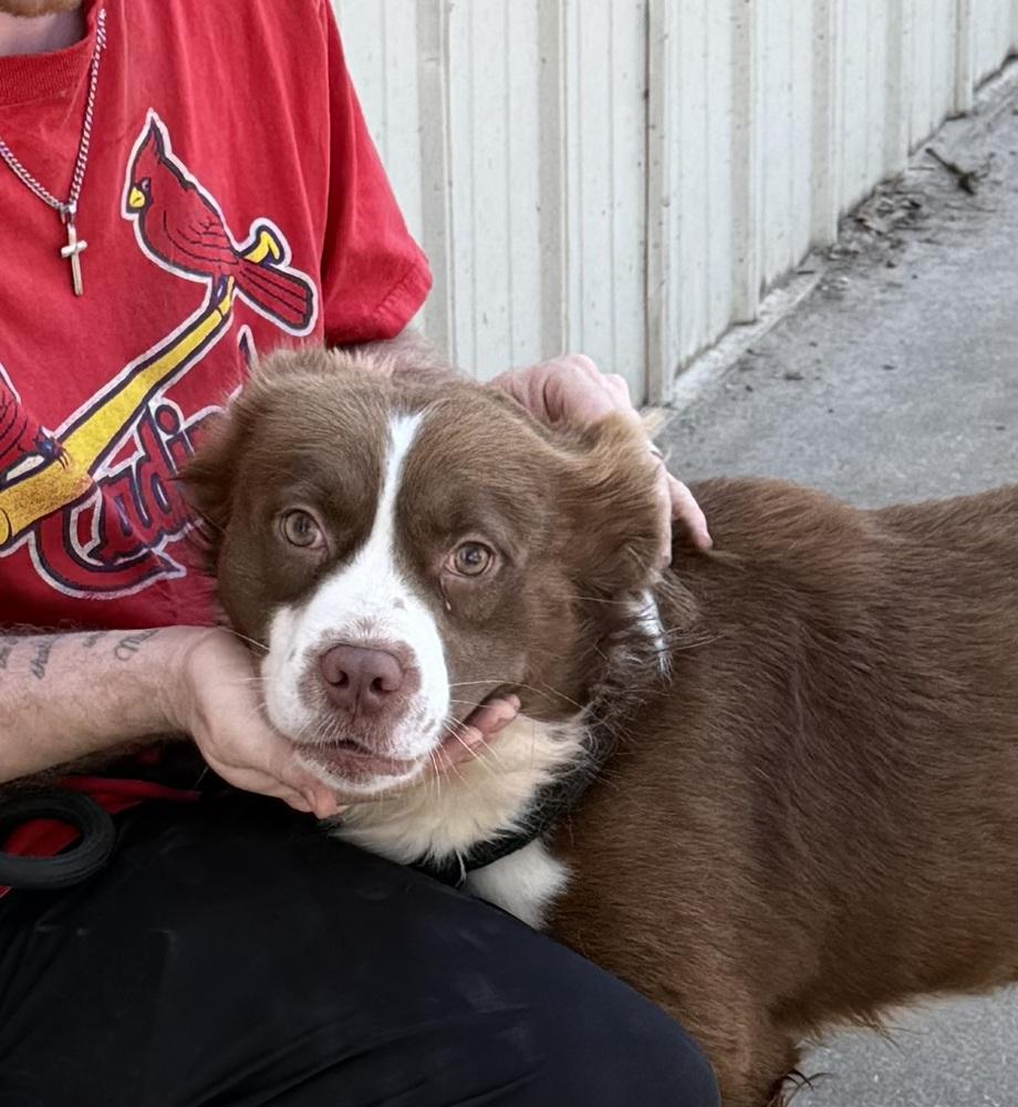 Enlarge Jax, a Adoptable mixed breed in Lancaster, PA image 4/5