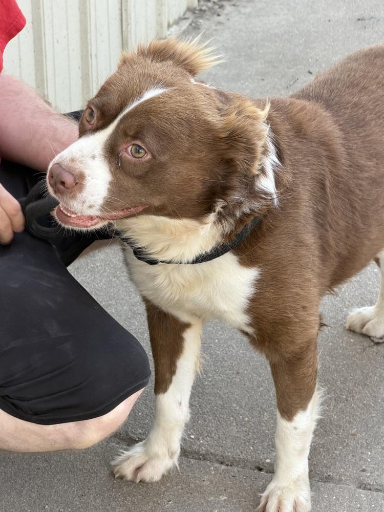 Enlarge Jax, a Adoptable mixed breed in Lancaster, PA image 5/5