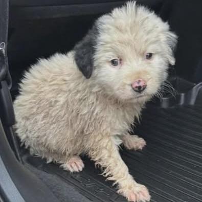Enlarge Possum, a Adoptable mixed breed in Pulaski, TN image 1/5