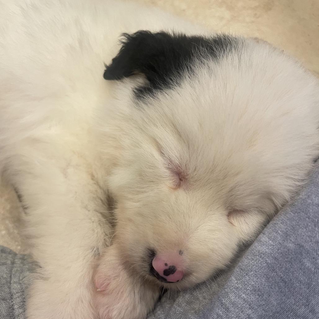 Enlarge Possum, a Adoptable mixed breed in Pulaski, TN image 2/5