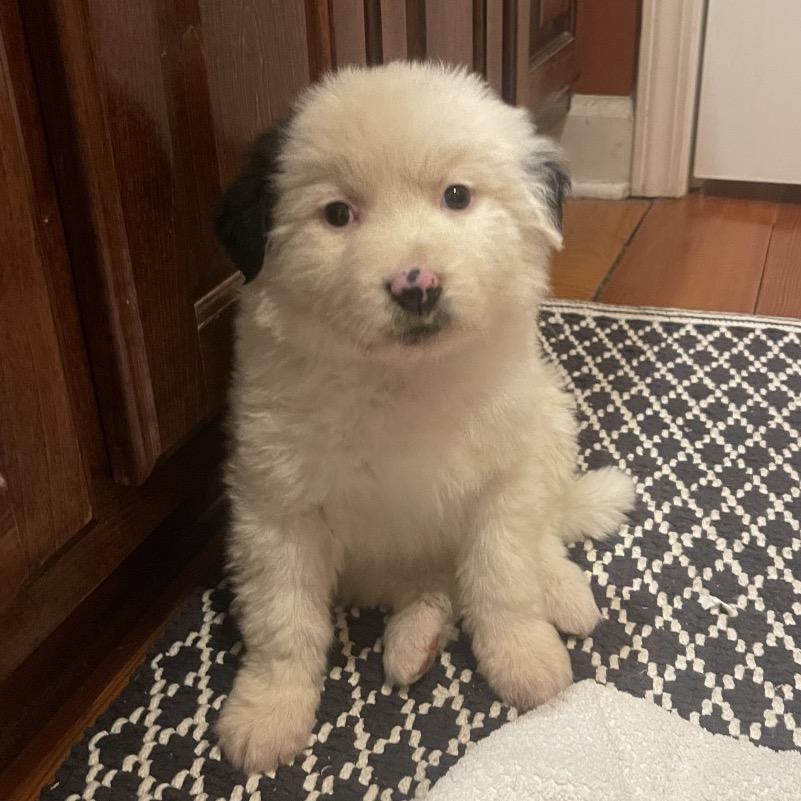 Enlarge Possum, a Adoptable mixed breed in Pulaski, TN image 3/5