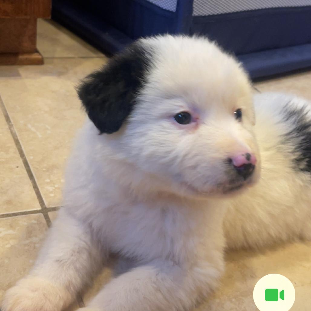 Enlarge Possum, a Adoptable mixed breed in Pulaski, TN image 4/5