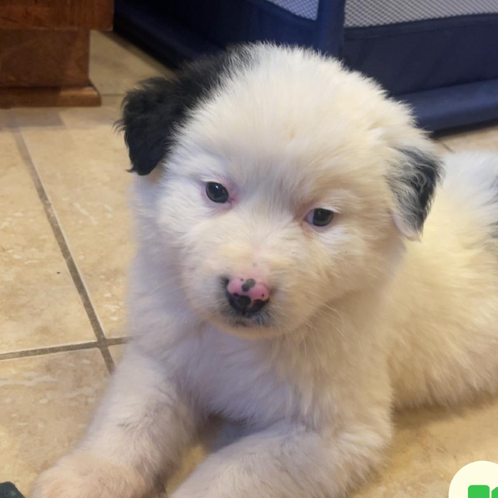 Enlarge Possum, a Adoptable mixed breed in Pulaski, TN image 5/5