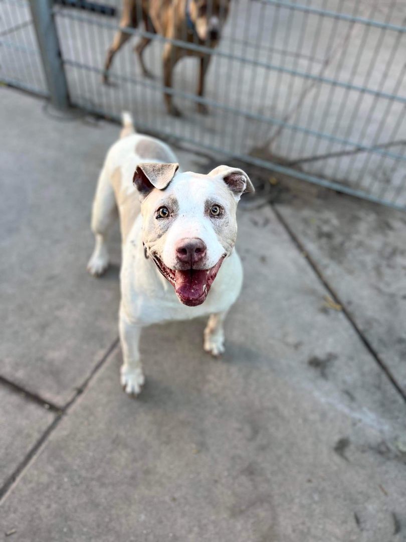 Enlarge Gretchen (and Stewart), a Adoptable Pit Bull Terrier in Concord, CA image 1/6