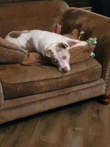 Gretchen (and Stewart) — thumbnail 6