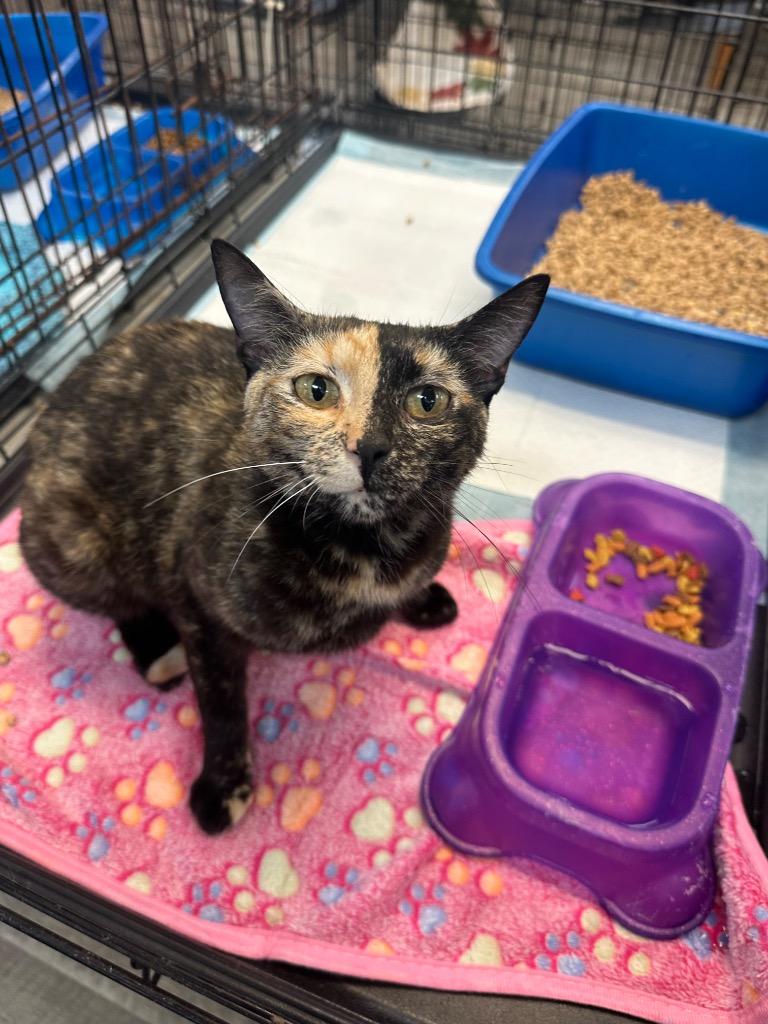 Two Face, ADOPTABLE, Adult Female American Shorthair.