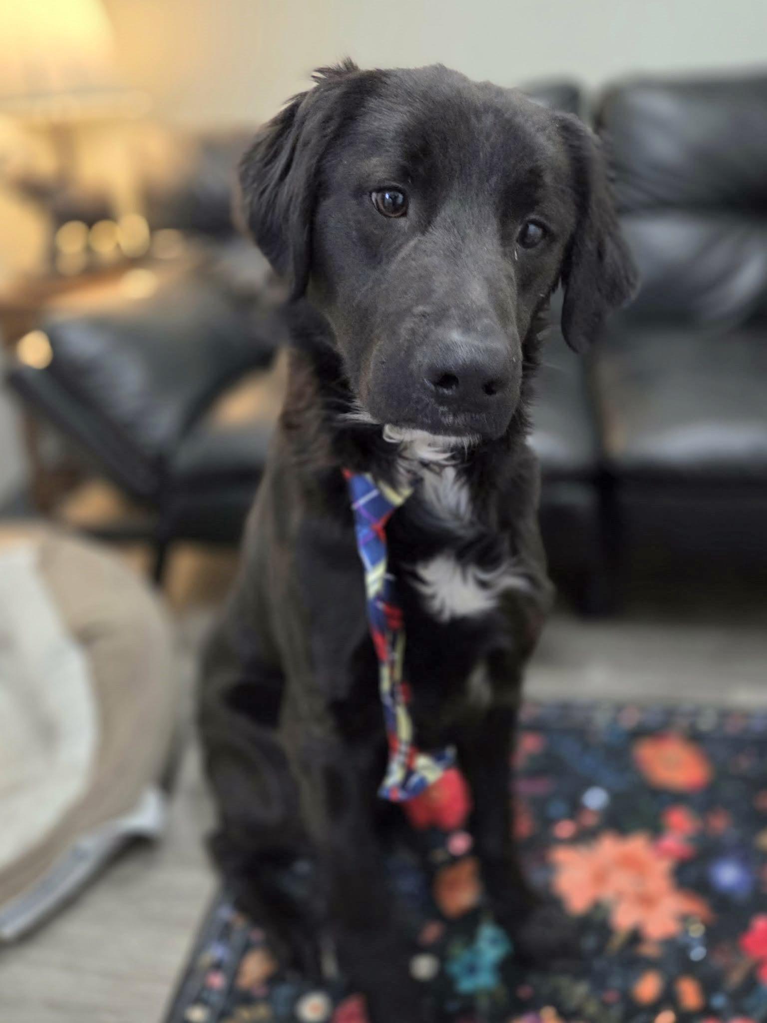 Enlarge Koda, an adopted mixed breed in Anniston, AL image 4/6