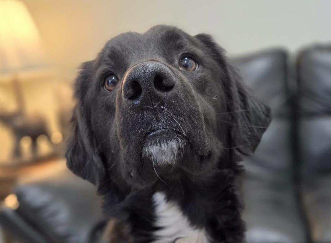 Enlarge Koda, an adopted mixed breed in Anniston, AL image 1/6