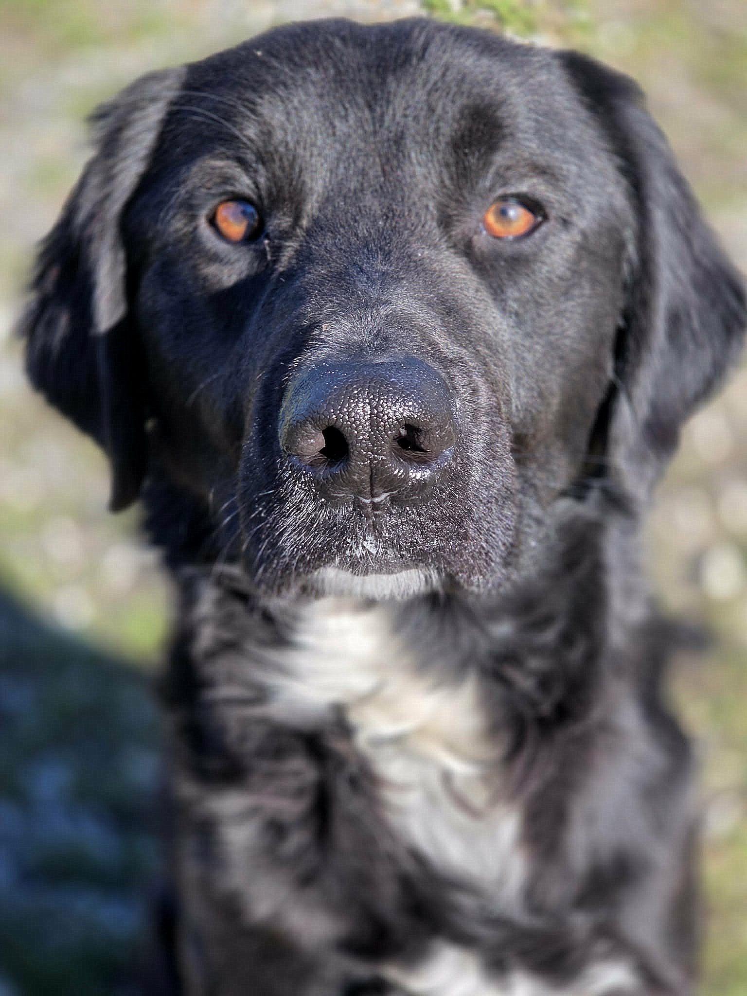 Enlarge Koda, an adopted mixed breed in Anniston, AL image 5/6