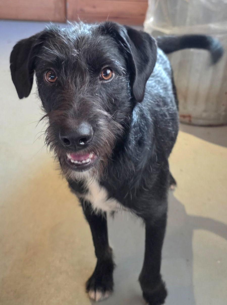 PUPPY BEN, Adopted, Young Male Border Terrier.