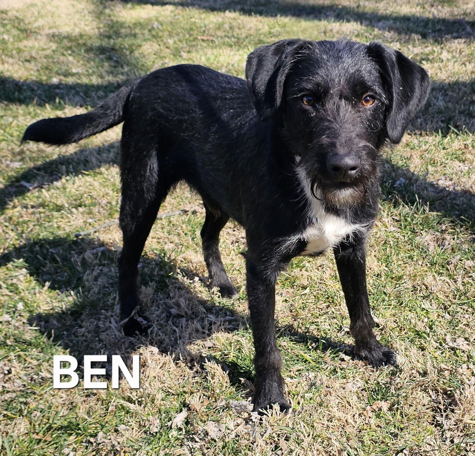 Enlarge PUPPY BEN, a Adopted Border Terrier in Franklin, TN image 2/3