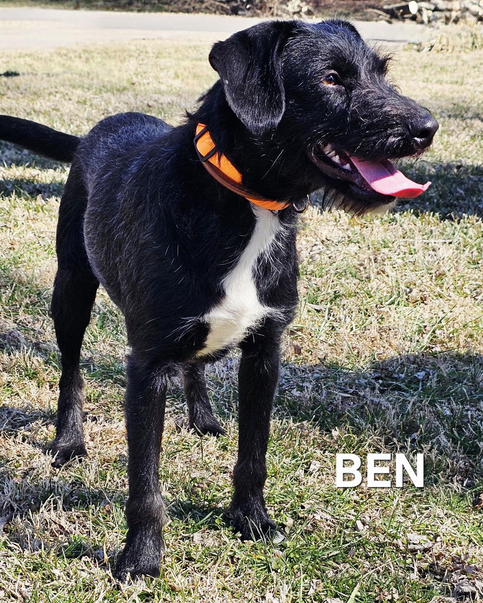 Enlarge PUPPY BEN, a Adopted Border Terrier in Franklin, TN image 3/3