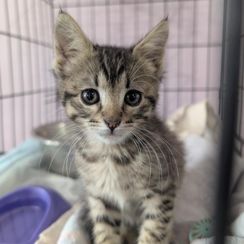 Jax, Adoptable, Kitten Female Domestic Short Hair.