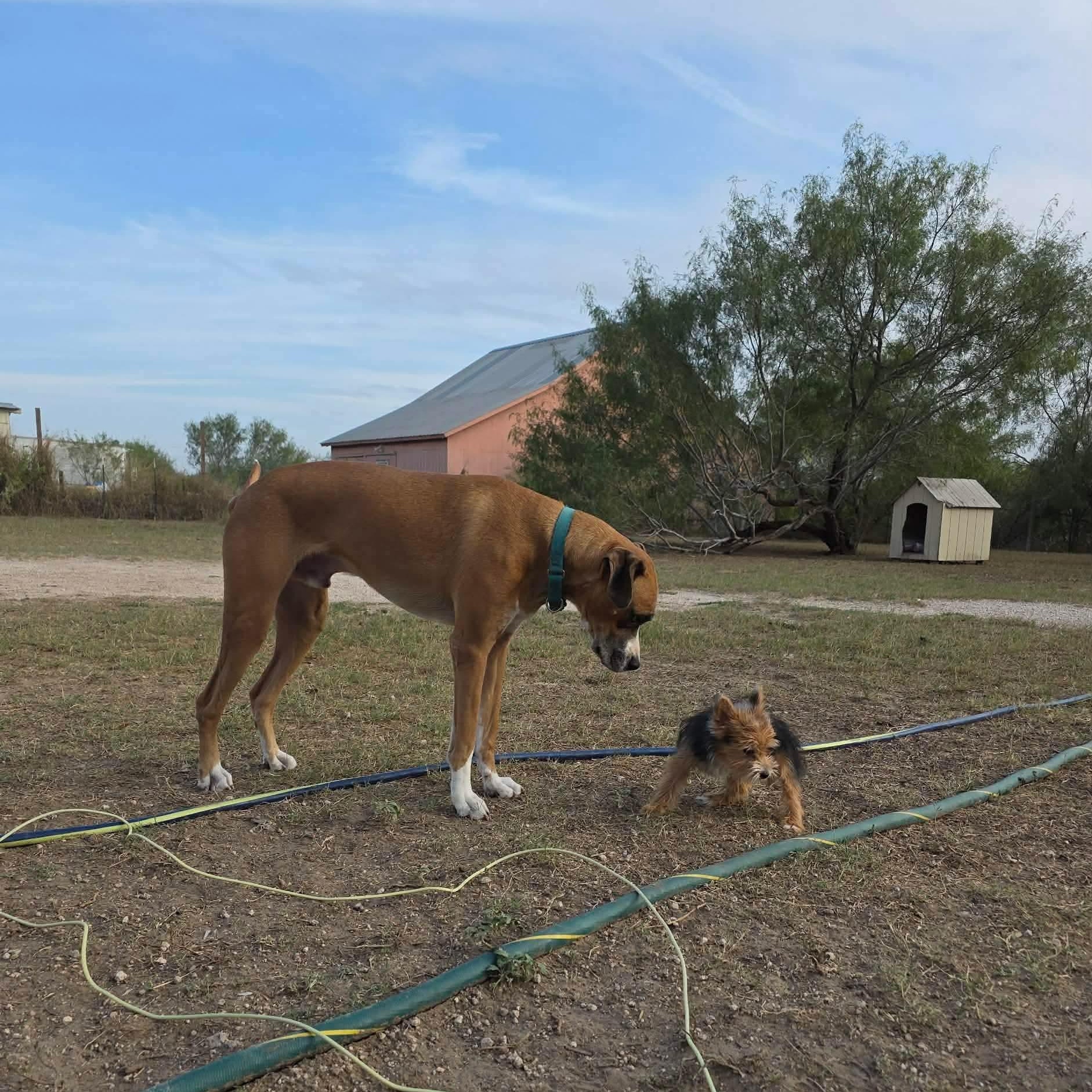 Colt — thumbnail 3