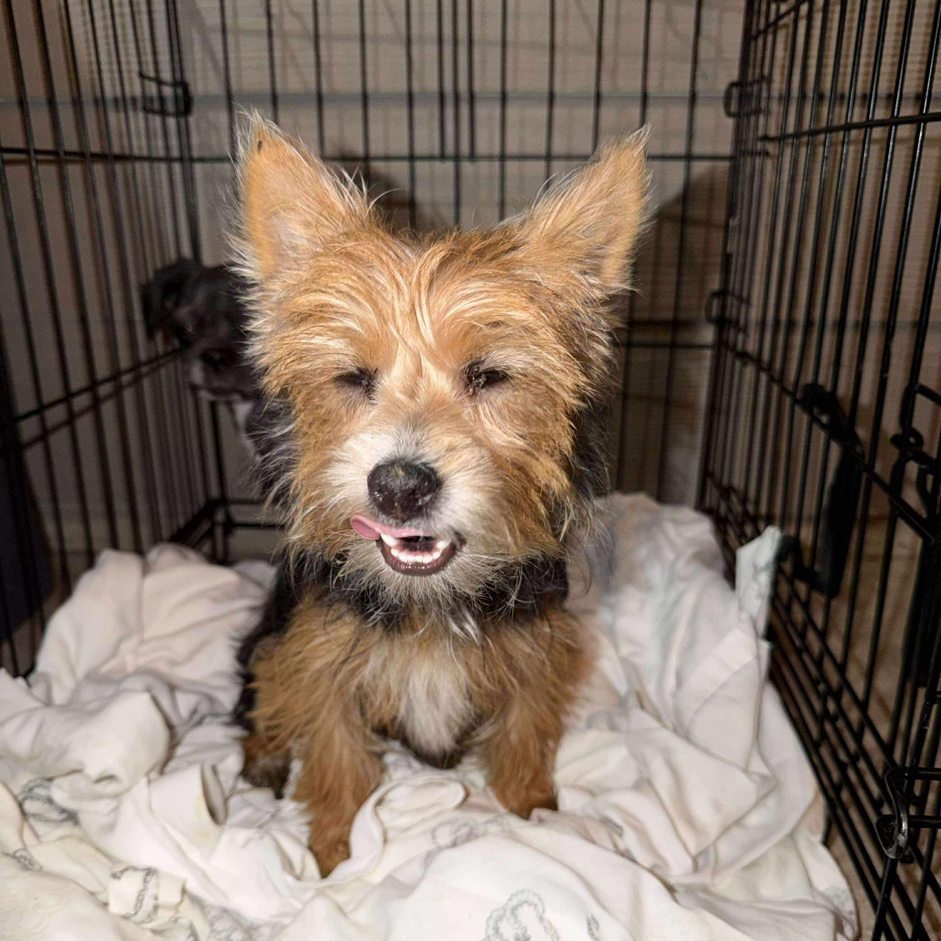 Colt — thumbnail 4