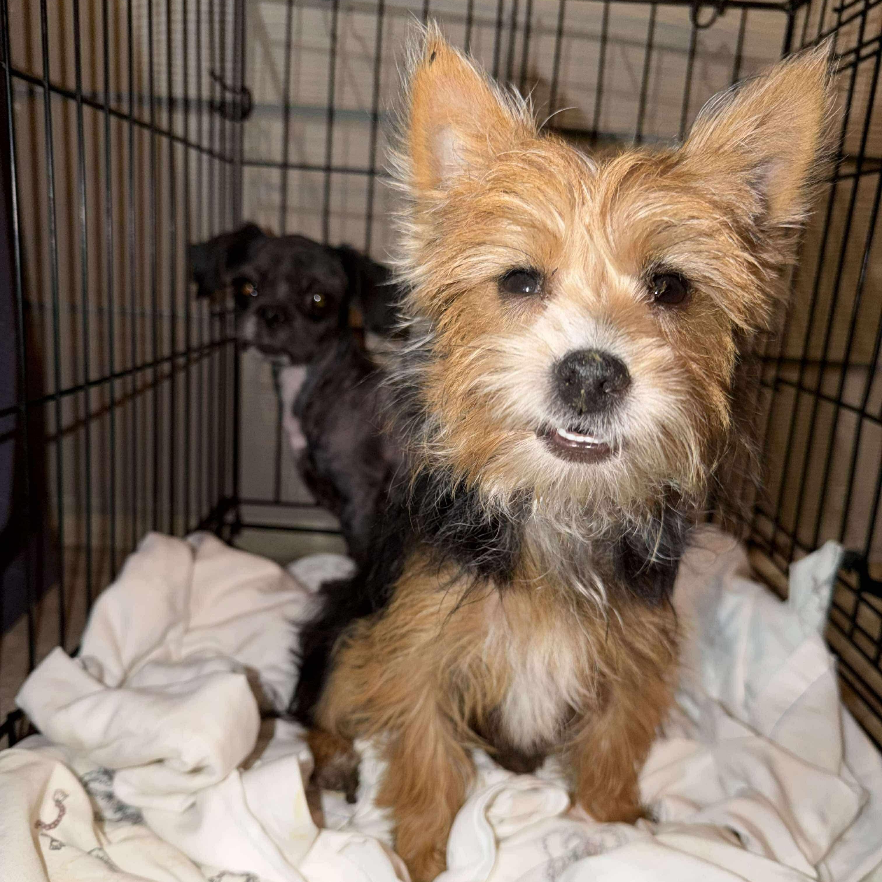 Colt — thumbnail 5