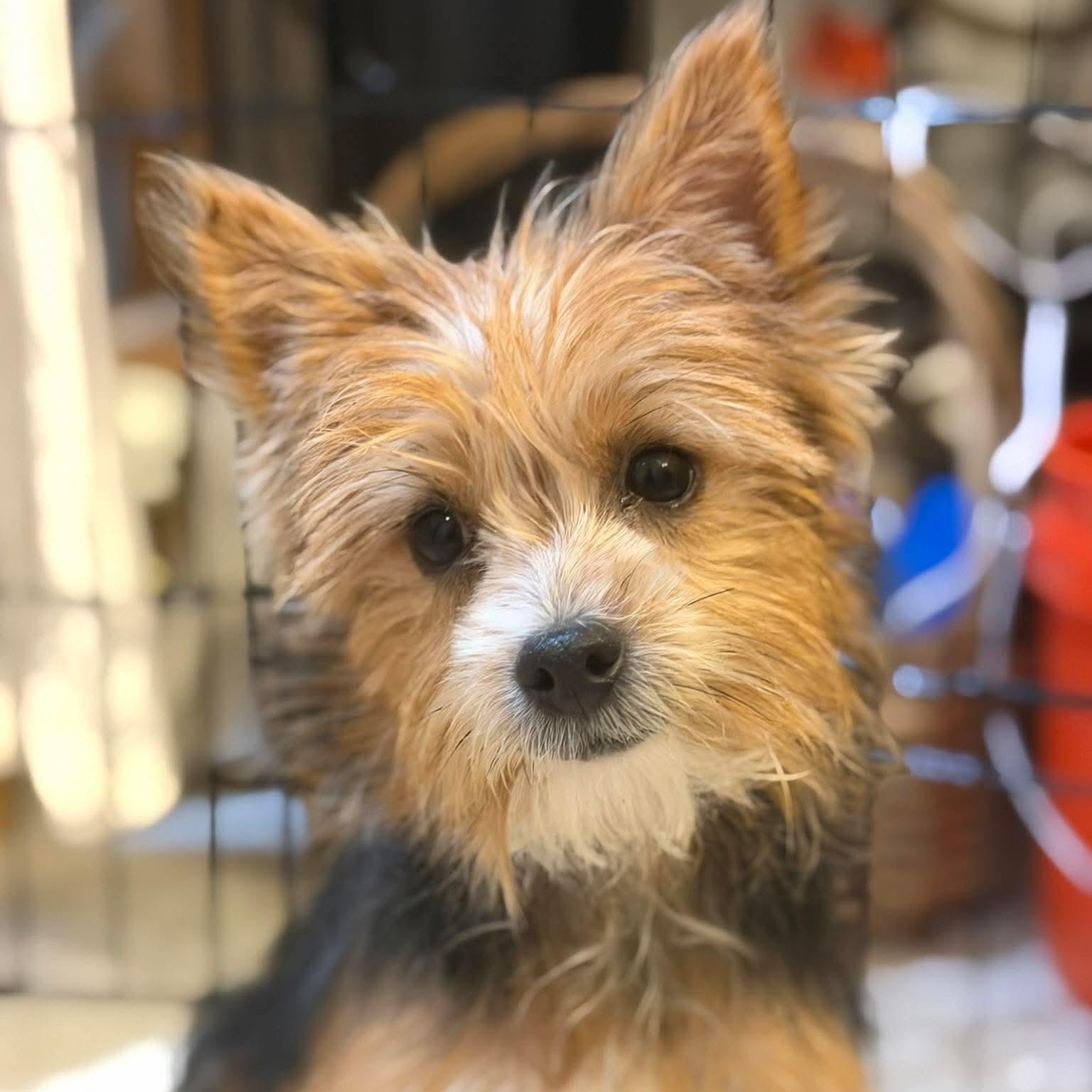 Colt — thumbnail 6