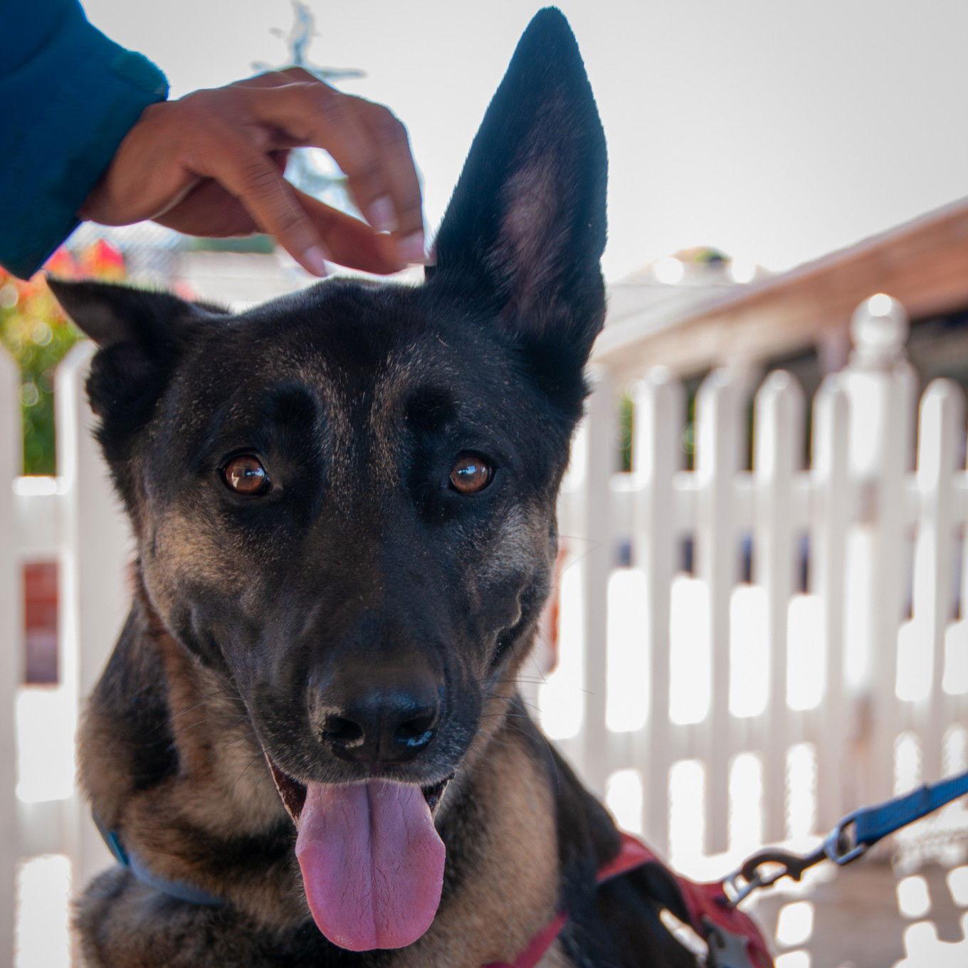 Coco, Adoptable, Adult Male German Shepherd Dog.
