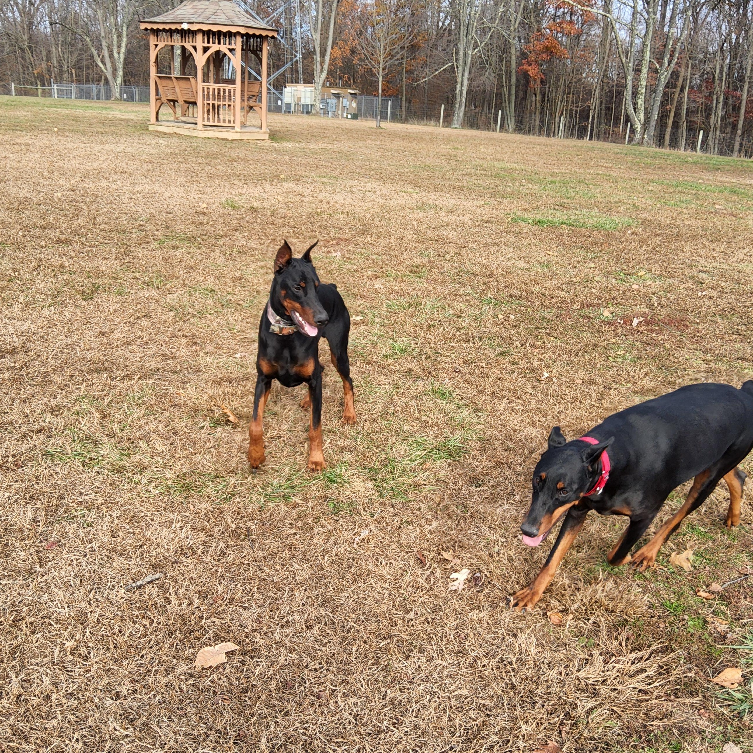 Enlarge Thor, a ADOPTABLE Doberman Pinscher in Cleveland, OH image 3/3