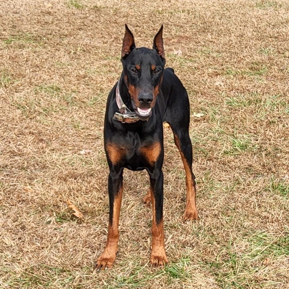 Enlarge Thor, a ADOPTABLE Doberman Pinscher in Cleveland, OH image 1/3