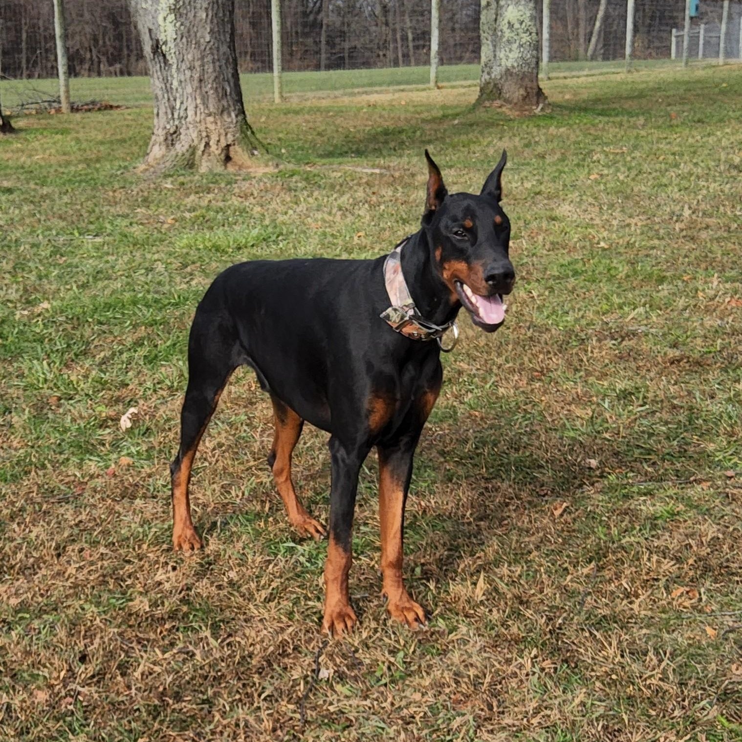 Enlarge Thor, a ADOPTABLE Doberman Pinscher in Cleveland, OH image 2/3